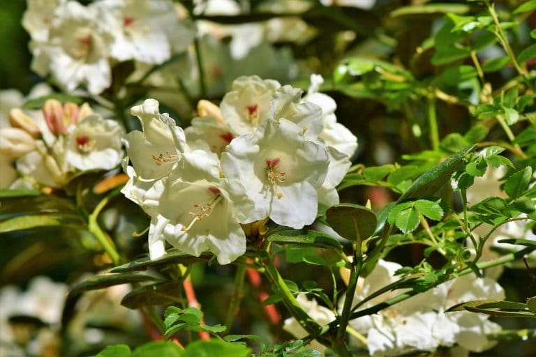 entretien rhododendron