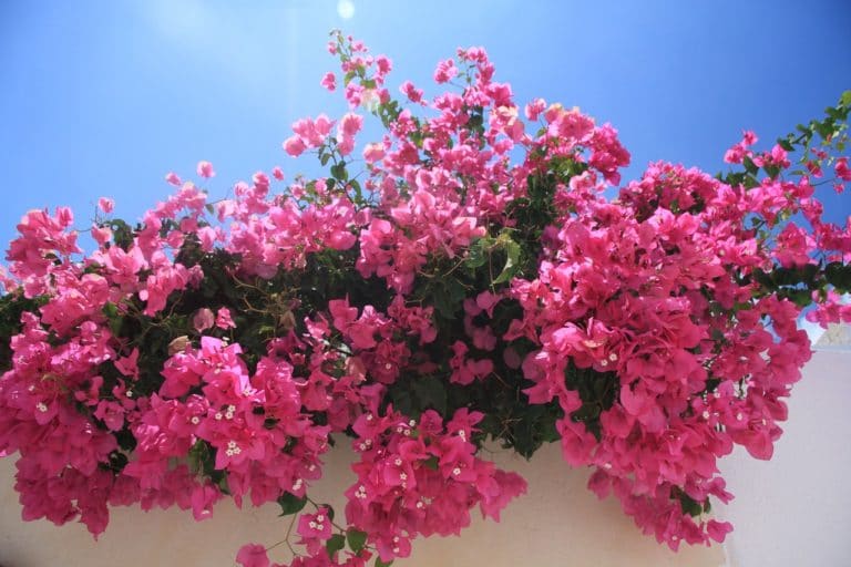 bougainvillier en fleur