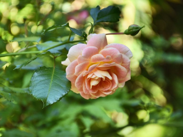 rosier
