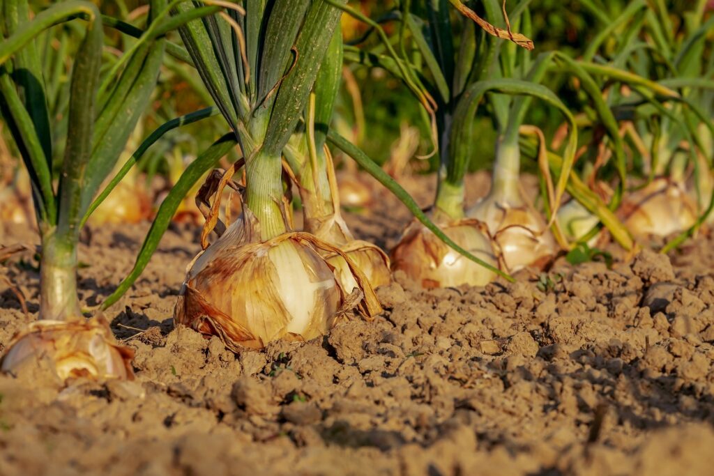 faire son potager soi même