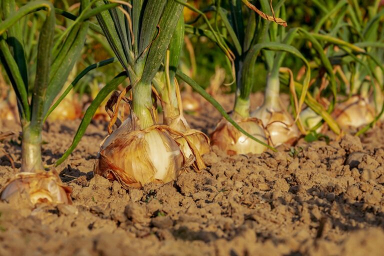 faire son potager soi même