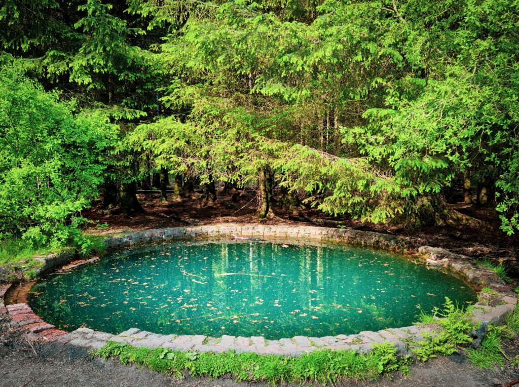 bassin jardin