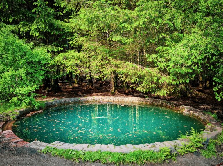 bassin jardin