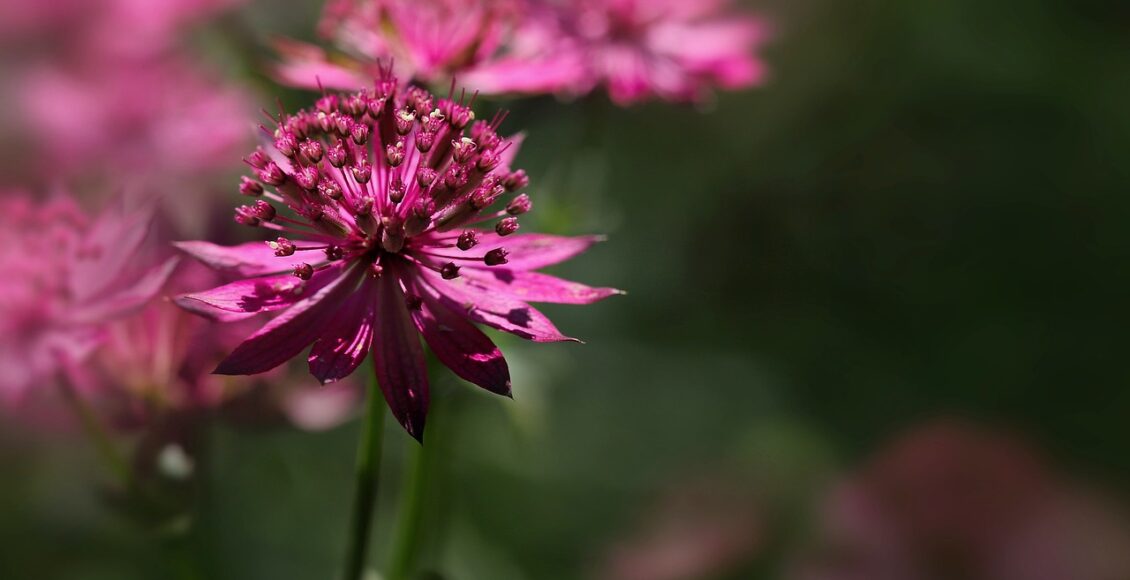 découvrez tout sur l'astrantia, une magnifique plante à fleurs pouvant ajouter de la couleur et de l'élégance à votre jardin. apprenez comment cultiver et entretenir l'astrantia pour sublimer votre espace extérieur.