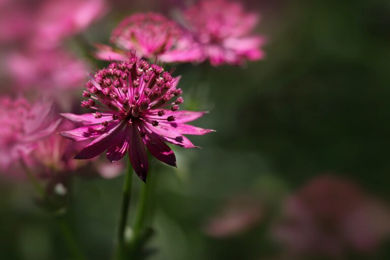 découvrez tout sur l'astrantia, une magnifique plante à fleurs pouvant ajouter de la couleur et de l'élégance à votre jardin. apprenez comment cultiver et entretenir l'astrantia pour sublimer votre espace extérieur.