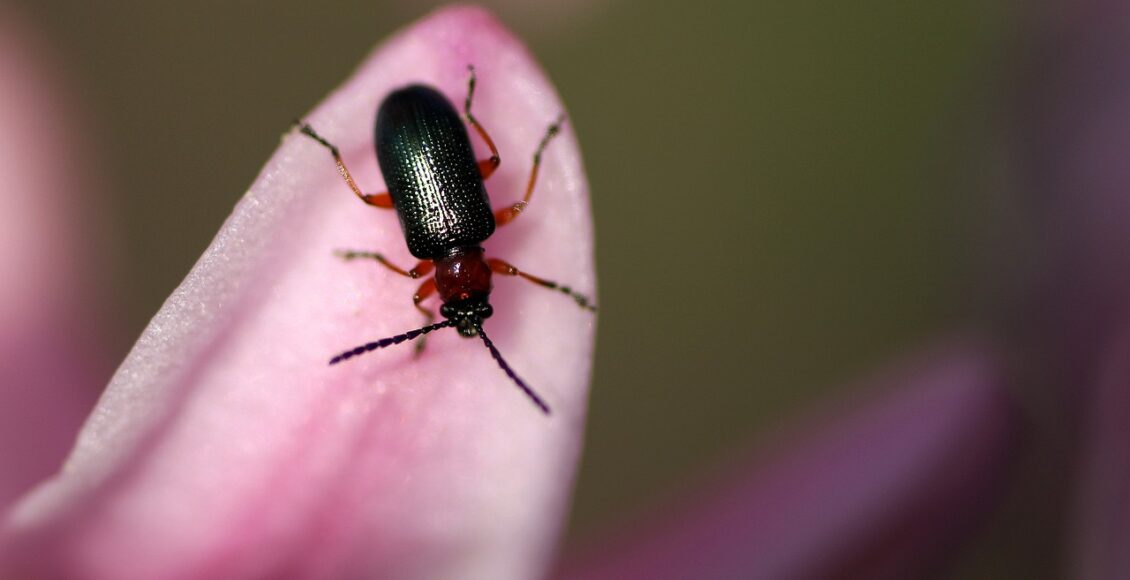 service de lutte antiparasitaire pour éliminer les nuisibles et protéger votre environnement
