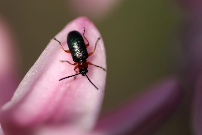 service de lutte antiparasitaire pour éliminer les nuisibles et protéger votre environnement