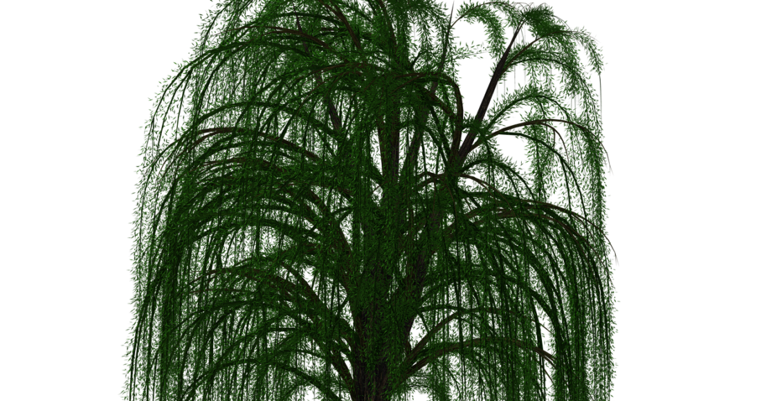 découvrez les saules majestueux, aussi connus sous le nom de willow trees, et apprenez-en plus sur leur beauté naturelle et leur symbolisme.