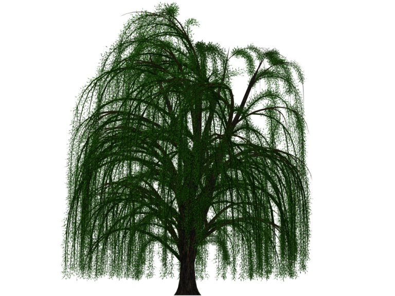 découvrez les saules majestueux, aussi connus sous le nom de willow trees, et apprenez-en plus sur leur beauté naturelle et leur symbolisme.