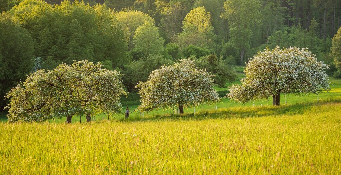 découvrez tout ce que vous devez savoir sur les arbres : types, caractéristiques, importance et bien plus encore. apprenez-en plus dès maintenant !