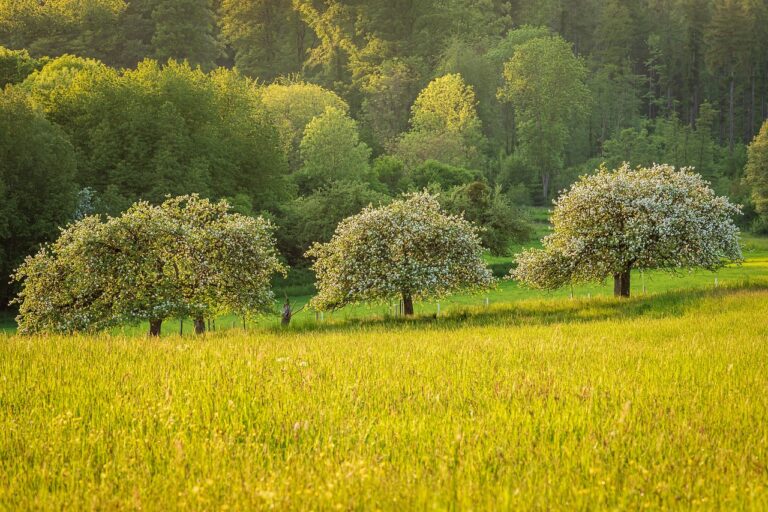 découvrez tout ce que vous devez savoir sur les arbres : types, caractéristiques, importance et bien plus encore. apprenez-en plus dès maintenant !