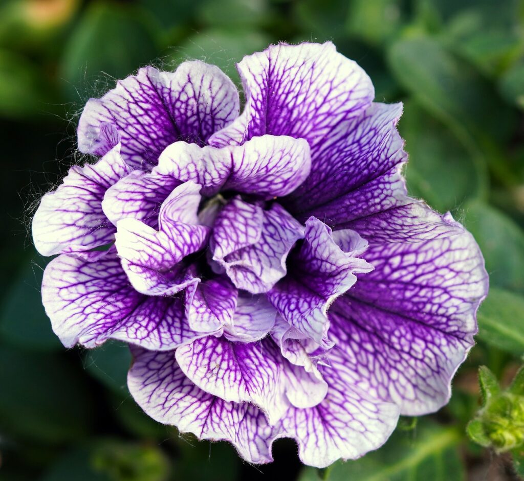 découvrez une large gamme de wild petunias pour embellir votre jardin. des fleurs sauvages aux couleurs vibrantes qui égayeront votre espace extérieur.