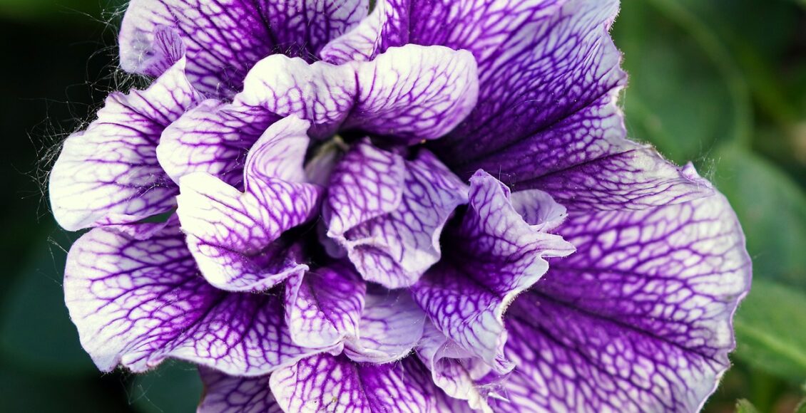 découvrez une large gamme de wild petunias pour embellir votre jardin. des fleurs sauvages aux couleurs vibrantes qui égayeront votre espace extérieur.
