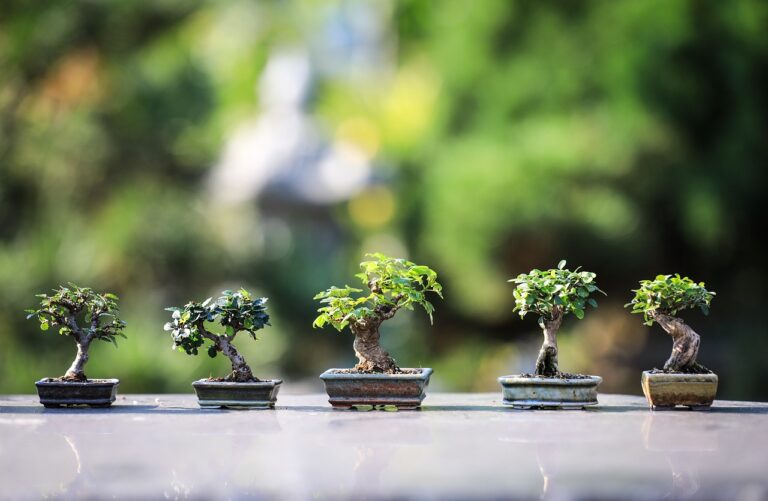 découvrez tous nos conseils et astuces pour pratiquer le jardinage avec passion et expertise.