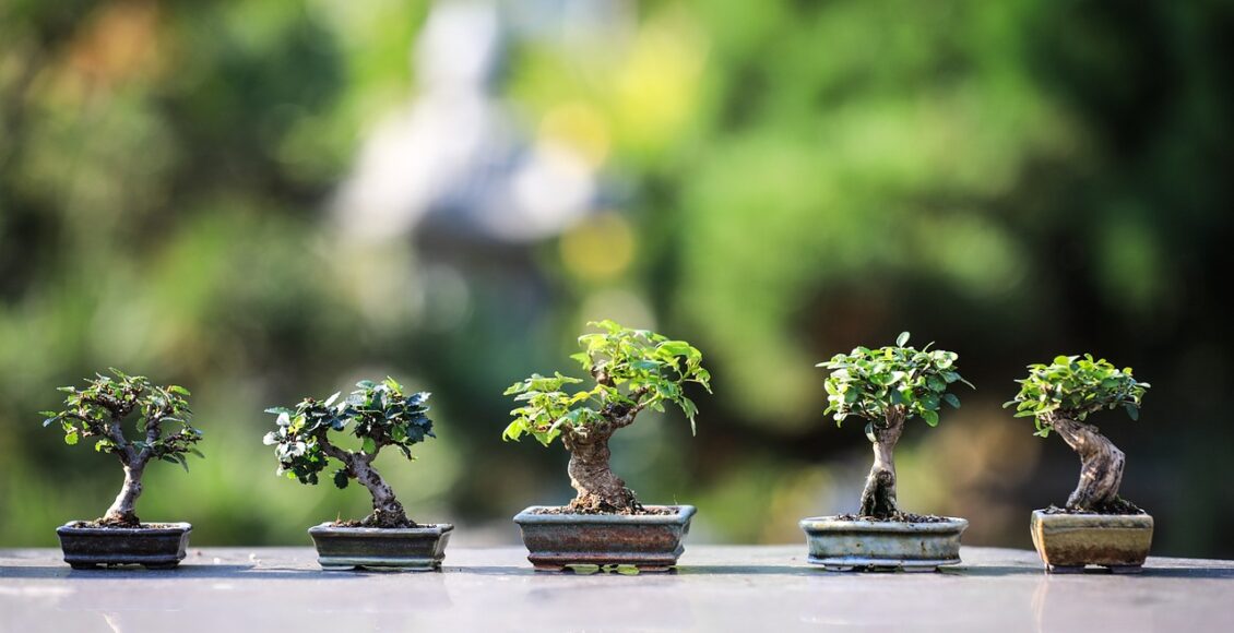 découvrez l'art du jardinage : conseils, astuces et techniques pour cultiver vos plantes et embellir votre espace extérieur.