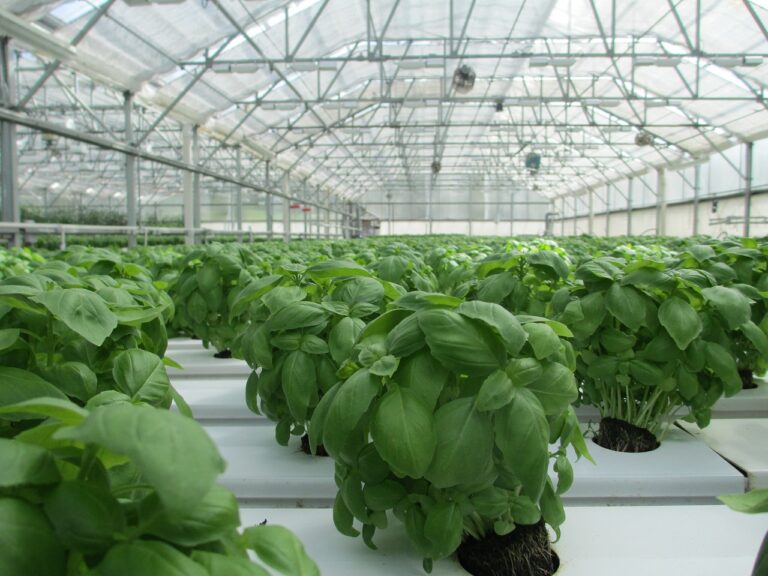 découvrez nos serres innovantes et écologiques pour cultiver vos plantes dans un environnement contrôlé avec greenhouse.