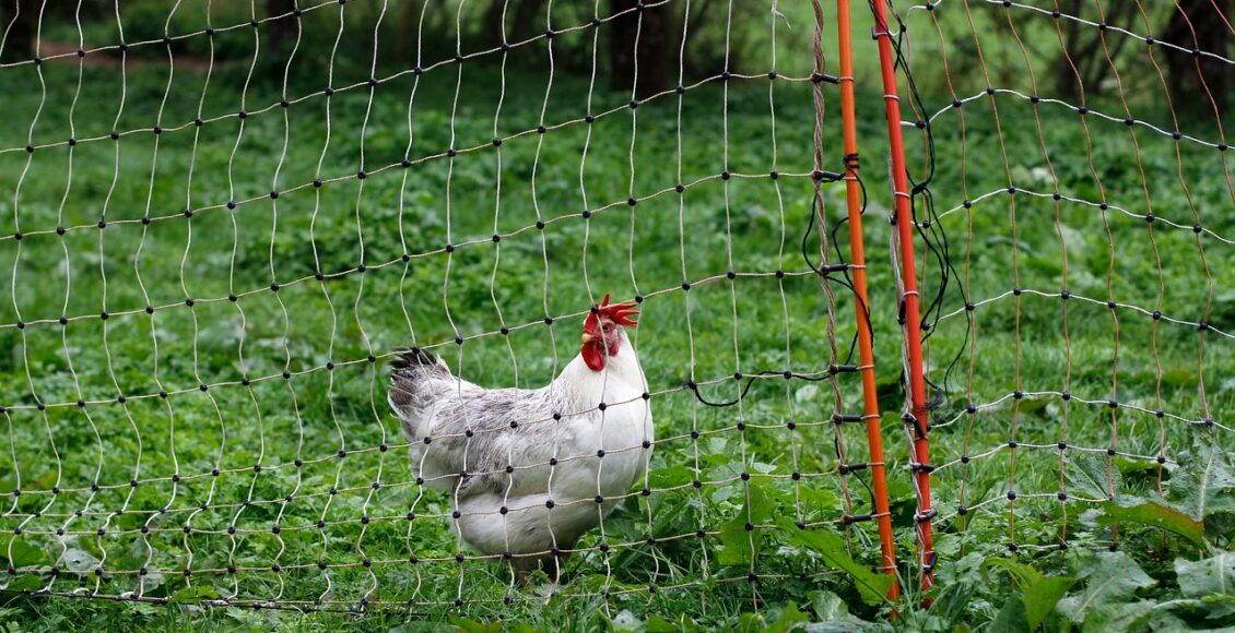 découvrez les principes et techniques de la permaculture pour créer un jardin durable et harmonieux. apprenez à travailler en symbiose avec la nature et à favoriser la biodiversité dans votre environnement.