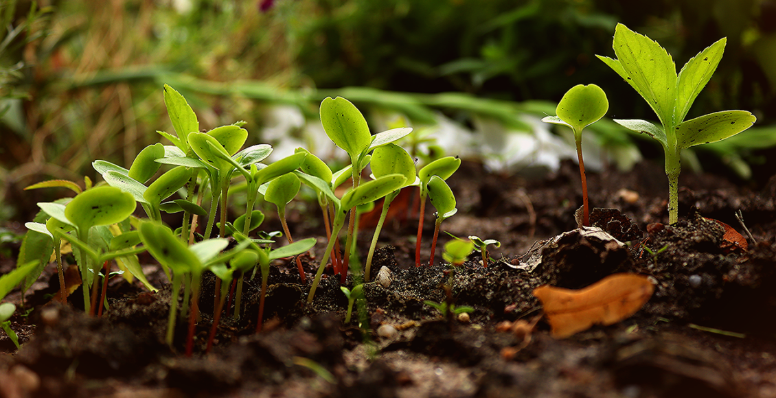 découvrez la permaculture, une méthode de culture durable qui respecte l'environnement et favorise la biodiversité. apprenez à créer un jardin productif et harmonieux, en alliant techniques de jardinage écologiques et principes de conception naturelle.