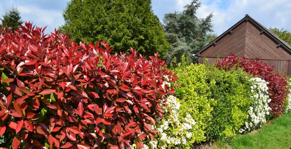 service de taille de haies professionnel pour l'entretien de votre jardin. obtenez des haies bien entretenues avec notre service de maintenance de haies.
