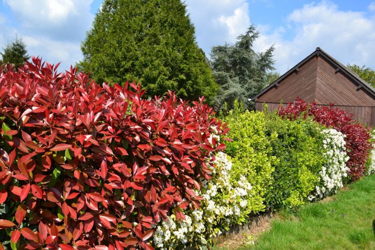 service de taille de haies professionnel pour l'entretien de votre jardin. obtenez des haies bien entretenues avec notre service de maintenance de haies.
