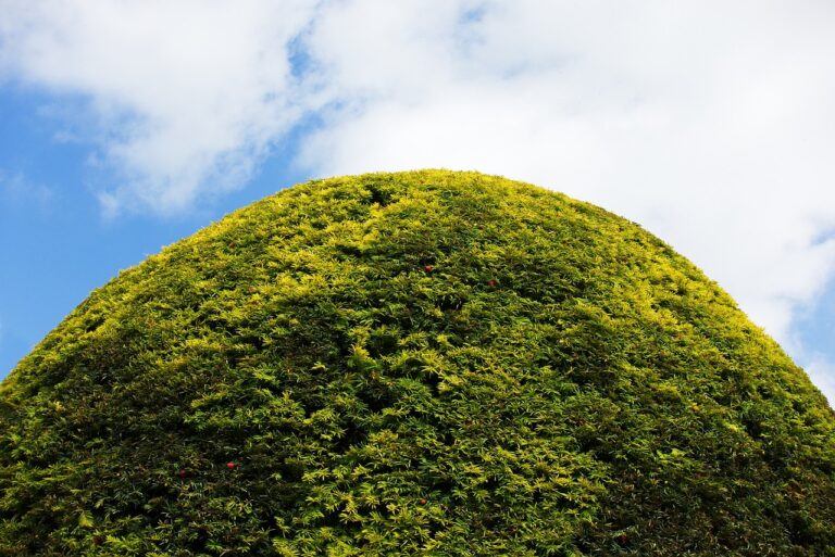 découvrez les avantages de la création d'un monticule de permaculture pour améliorer la fertilité du sol et favoriser la biodiversité dans votre jardin.