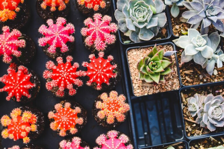 découvrez l'art du jardinage avec nos conseils et astuces pratiques. transformez votre espace extérieur en un havre de paix en cultivant vos plantes préférées, en apprenant les techniques de plantation et en entretenant votre jardin tout au long de l'année.