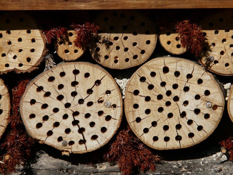 découvrez la permaculture, une méthode de culture durable qui harmonise l'agriculture avec les écosystèmes naturels. apprenez à concevoir des jardins productifs et respectueux de l'environnement tout en préservant la biodiversité et en optimisant les ressources. transformez votre façon de jardiner et contribuez à un avenir plus vert.
