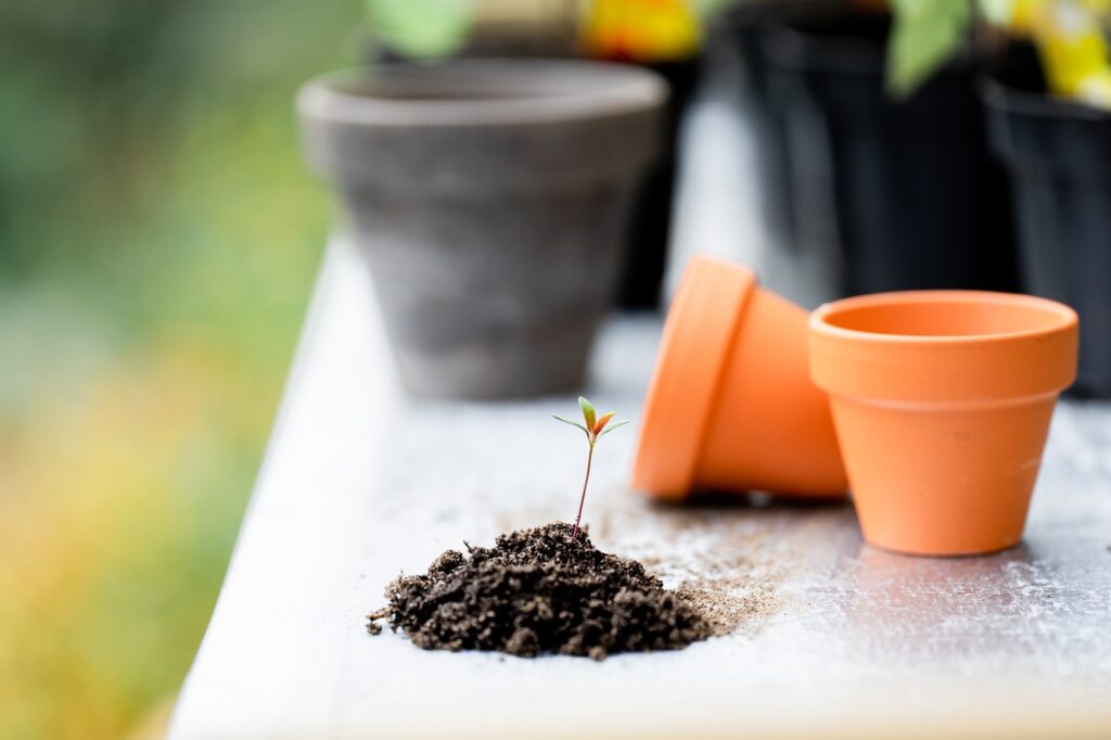 découvrez l'art du jardinage : conseils pratiques, astuces de plantation et techniques d'entretien pour créer un espace vert épanouissant et durable.
