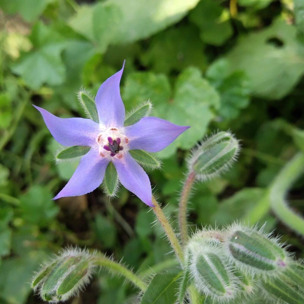 découvrez la permaculture, une méthode de culture durable et respectueuse de l'environnement qui favorise la biodiversité, l'harmonie entre les différents éléments de l'écosystème et une agriculture productive sans recourir aux produits chimiques.