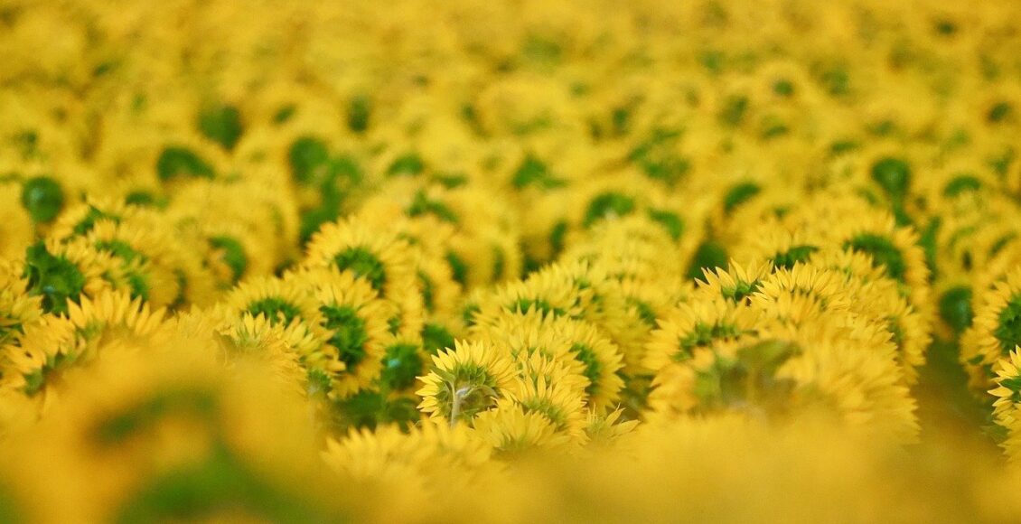découvrez l'importance de la biodiversité pour notre planète, explorez les différentes espèces et leurs habitats, et comprenez comment préserver cette richesse naturelle pour les générations futures.