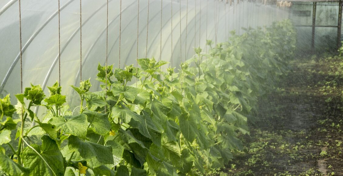 découvrez l'art de la permaculture, une méthode durable de culture qui respecte les écosystèmes naturels. apprenez à concevoir des jardins productifs et autonomes, tout en préservant la biodiversité et en optimisant l'utilisation des ressources.