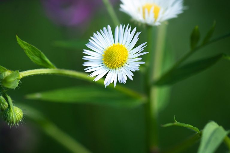 découvrez notre sélection de fleurs annuelles, idéales pour embellir votre jardin et vos espaces extérieurs tout au long de la saison. explorez les variétés colorées et résistantes qui apporteront fraîcheur et éclat à votre paysage.