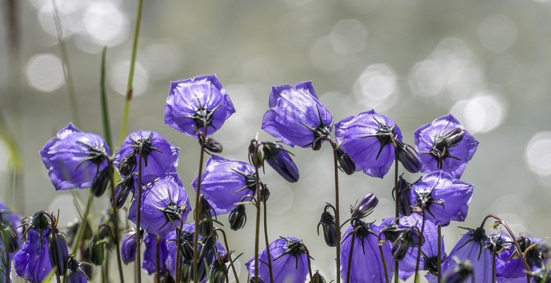 découvrez la beauté des bellflowers, ces fleurs délicates qui ajoutent une touche de couleur à vos jardins et espaces intérieurs. apprenez tout sur leurs variétés, leur culture et les soins nécessaires pour les voir s'épanouir tout au long de l'année.