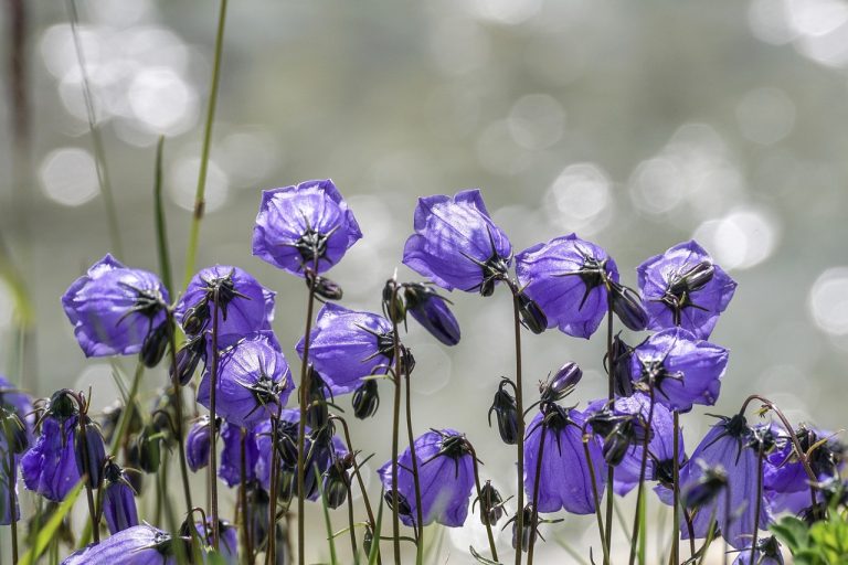 découvrez la beauté des bellflowers, ces fleurs délicates qui ajoutent une touche de couleur à vos jardins et espaces intérieurs. apprenez tout sur leurs variétés, leur culture et les soins nécessaires pour les voir s'épanouir tout au long de l'année.