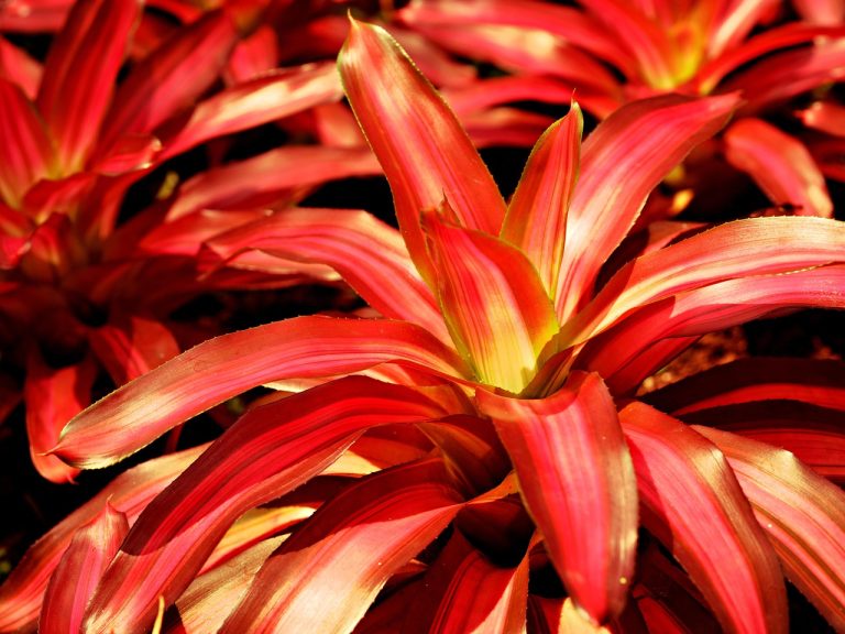 découvrez l'univers fascinant des broméliacées, ces plantes tropicales aux couleurs vives et aux formes variées. apprenez comment entretenir vos broméliads, leurs besoins en lumière et en arrosage, et laissez-vous séduire par leur beauté unique dans votre intérieur ou votre jardin!