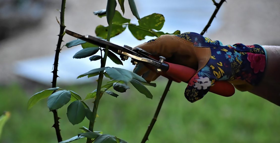 découvrez les meilleures techniques de taille pour les rosiers grimpants afin d'assurer une floraison abondante et une croissance saine. suivez nos conseils experts pour maximiser la beauté de vos jardins.