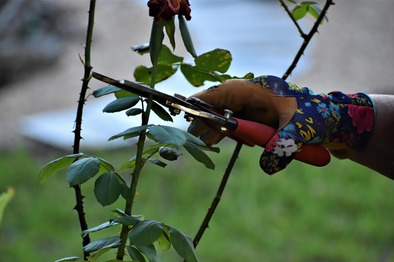 découvrez les meilleures techniques de taille pour les rosiers grimpants afin d'assurer une floraison abondante et une croissance saine. suivez nos conseils experts pour maximiser la beauté de vos jardins.