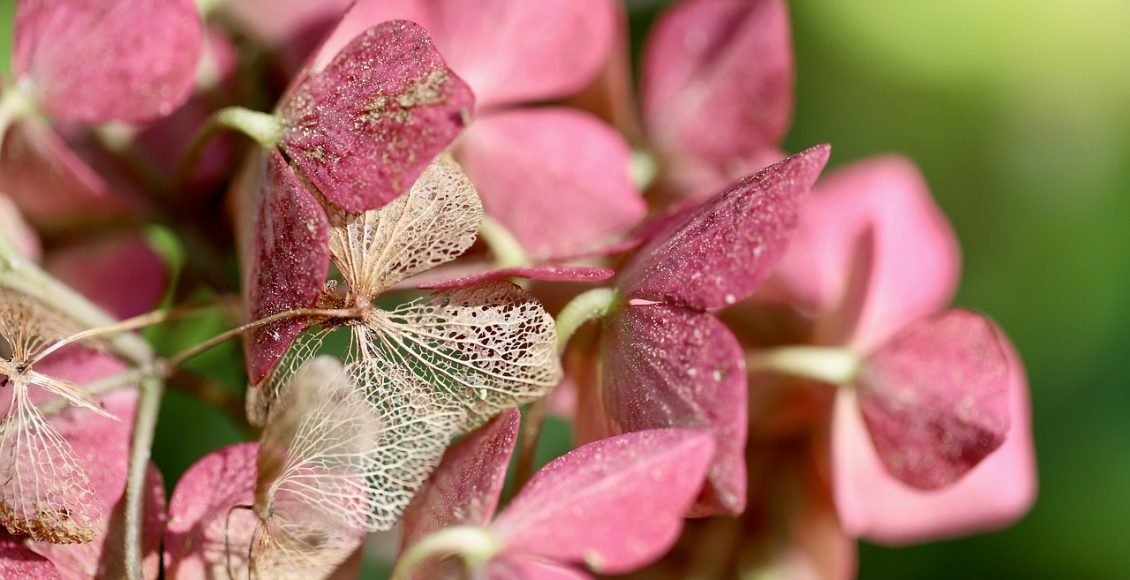 découvrez les hortensias résistants au froid, idéaux pour les jardins des régions fraîches. apprenez comment cultiver ces magnifiques plantes qui embelliront votre extérieur tout en résistant aux intempéries.