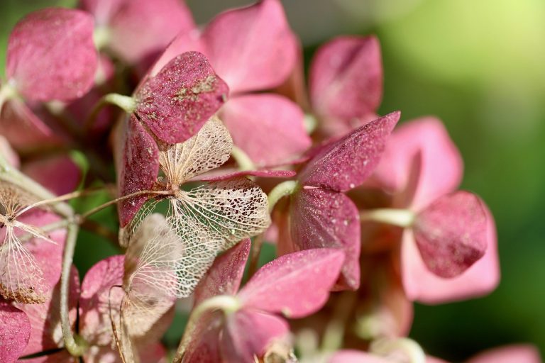 découvrez les hortensias résistants au froid, idéaux pour les jardins des régions fraîches. apprenez comment cultiver ces magnifiques plantes qui embelliront votre extérieur tout en résistant aux intempéries.