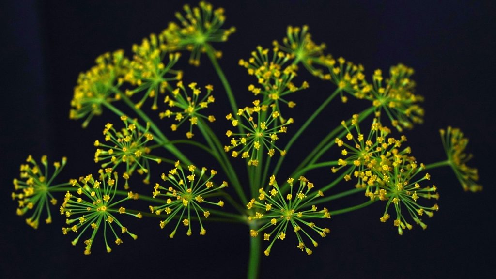 découvrez tout sur l'aneth : ses utilisations en cuisine, ses bienfaits pour la santé et des recettes délicieuses à base de cette herbe aromatique. apprenez à cultiver l'aneth et à l'incorporer dans vos plats pour une touche de fraicheur.
