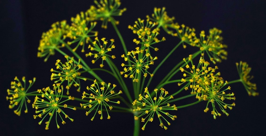 découvrez tout sur l'aneth : ses utilisations en cuisine, ses bienfaits pour la santé et des recettes délicieuses à base de cette herbe aromatique. apprenez à cultiver l'aneth et à l'incorporer dans vos plats pour une touche de fraicheur.