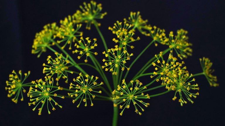 découvrez tout sur l'aneth : ses utilisations en cuisine, ses bienfaits pour la santé et des recettes délicieuses à base de cette herbe aromatique. apprenez à cultiver l'aneth et à l'incorporer dans vos plats pour une touche de fraicheur.