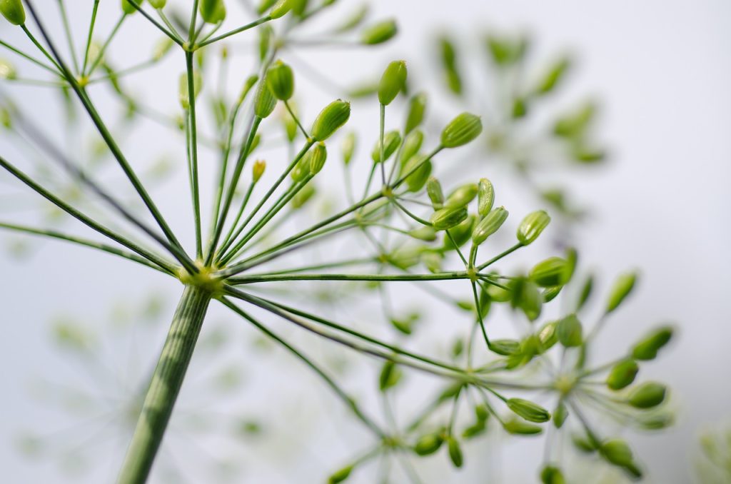 découvrez les techniques et astuces essentielles pour la culture de l'aneth, une plante aromatique prisée en cuisine. apprenez à semer, entretenir et récolter l'aneth pour profiter de ses saveurs uniques chez vous.