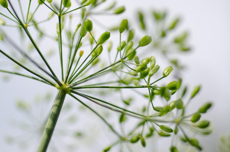 découvrez les techniques et astuces essentielles pour la culture de l'aneth, une plante aromatique prisée en cuisine. apprenez à semer, entretenir et récolter l'aneth pour profiter de ses saveurs uniques chez vous.