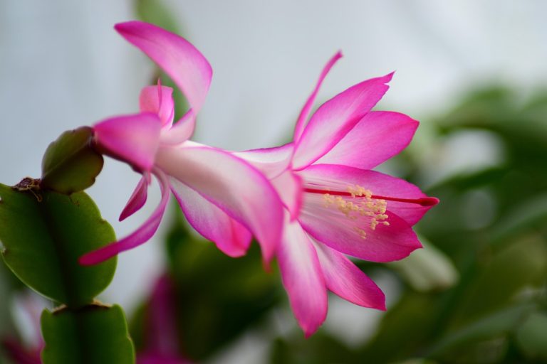 découvrez les plantes résistantes à la sécheresse, idéales pour embellir votre jardin tout en préservant l'eau. apprenez à choisir les espèces adaptées à votre climat et à créer un espace extérieur durable et magnifique.