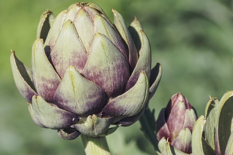 découvrez le monde fascinant des plantes comestibles ! apprenez à identifier et à utiliser ces trésors naturels pour enrichir votre alimentation et explorer des recettes savoureuses. du jardin à votre assiette, plongez dans l'univers des saveurs santé.