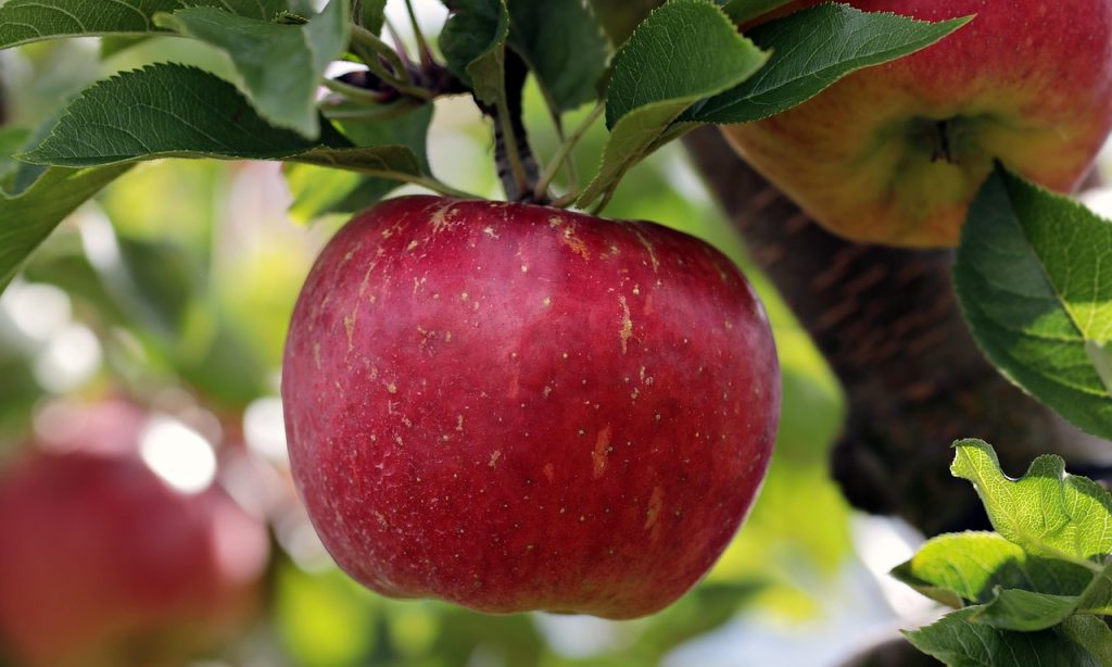 découvrez les arbres fruitiers : des variétés riches et savoureuses qui embellissent vos jardins tout en offrant des récoltes délicieuses. apprenez à les cultiver, entretenir et profiter des bienfaits de ces plantes généreuses.