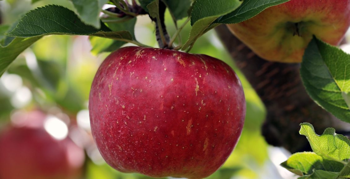 découvrez les arbres fruitiers : des variétés riches et savoureuses qui embellissent vos jardins tout en offrant des récoltes délicieuses. apprenez à les cultiver, entretenir et profiter des bienfaits de ces plantes généreuses.