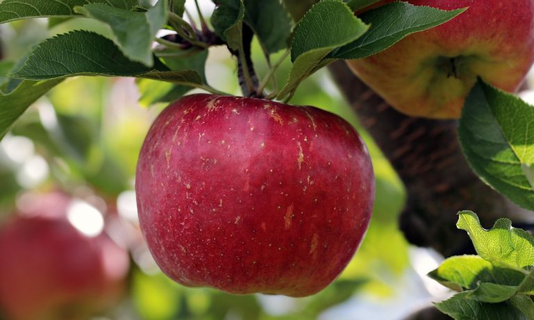 découvrez les arbres fruitiers : des variétés riches et savoureuses qui embellissent vos jardins tout en offrant des récoltes délicieuses. apprenez à les cultiver, entretenir et profiter des bienfaits de ces plantes généreuses.