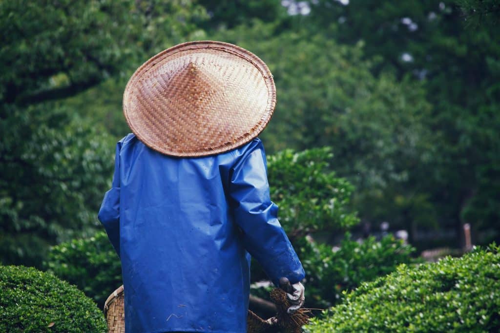 découvrez l'art du jardinage avec nos conseils pratiques, astuces et techniques pour cultiver des plantes, fleurs et légumes. transformez votre espace en un jardin luxuriant et épanoui grâce à notre guide complet sur le jardinage.
